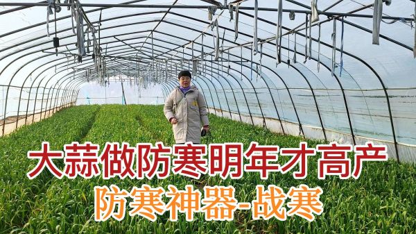 大蒜做防寒明年才高產(chǎn) (1143播放)