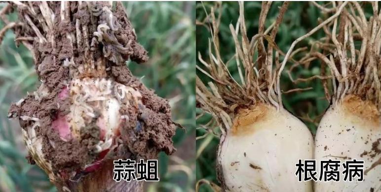 大蒜有蒜蛆、根腐病，怎么辦？ (1317播放)