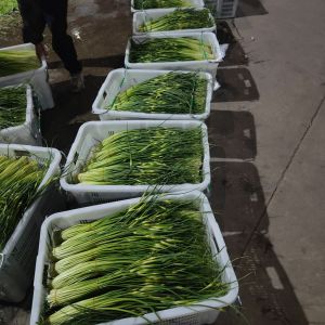 新鮮蒜苔云南大理彌渡白帽蒜苔，價格有優(yōu)勢