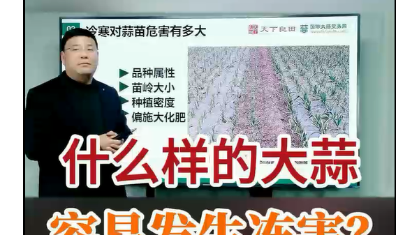 什么樣的大蒜容易發(fā)生凍害 (826播放)