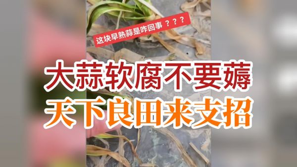 大蒜軟腐不要薅，天下良田來(lái)支招 (818播放)