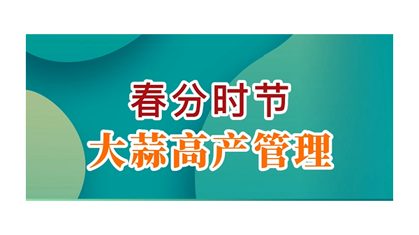 大蒜價格持穩(wěn) 買賣略顯僵持 (764播放)