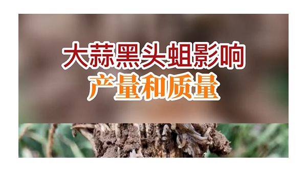 大蒜黑頭蛆影響產(chǎn)量和質(zhì)量 (779播放)