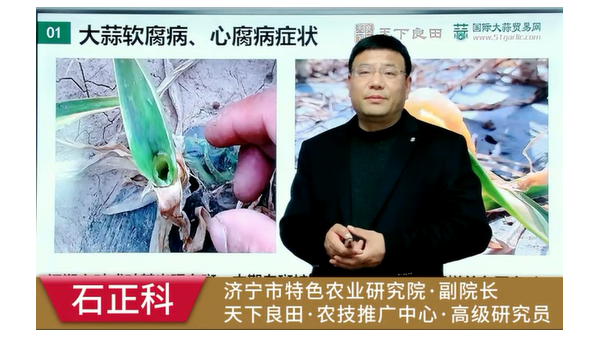 如何預防大蒜的這幾種病害？ (779播放)
