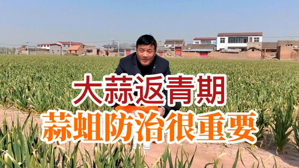 大蒜返青期 蒜蛆防治很重要 (783播放)