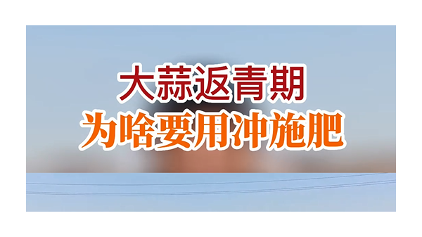 大蒜返青為啥要用沖施肥 (795播放)