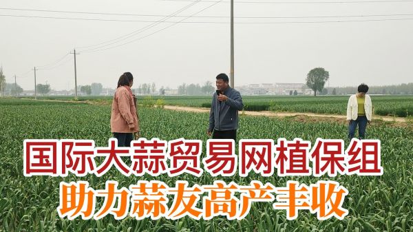 國(guó)際大蒜貿(mào)易網(wǎng)植保組助力蒜友高產(chǎn)豐收 (767播放)