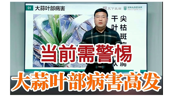 當(dāng)前需警惕大蒜葉部病害高發(fā) (748播放)