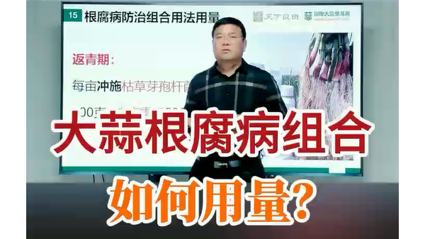 大蒜根腐病組合 如何用量 (749播放)