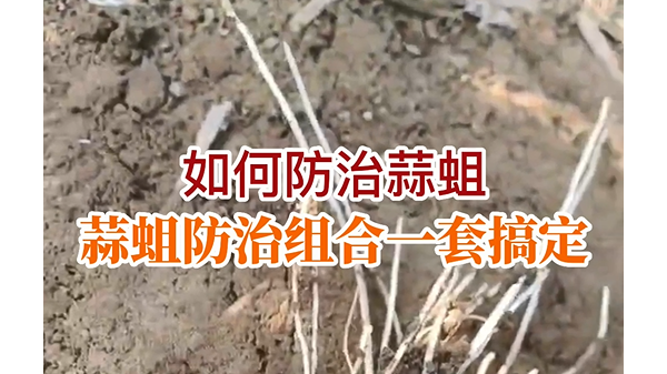 如何防治蒜蛆？ ()