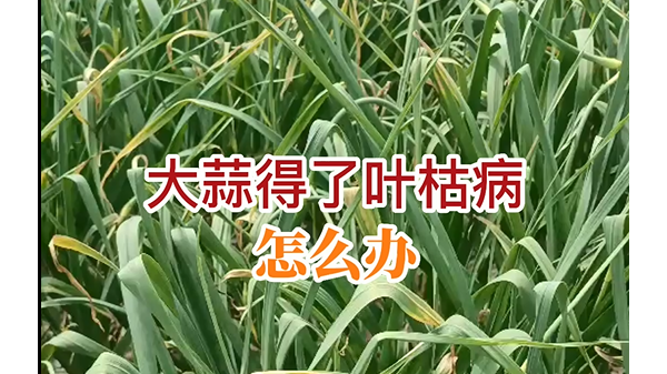 大蒜得了葉枯病怎辦？ ()