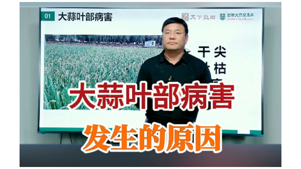 大蒜葉部病害發(fā)生的原因 (806播放)