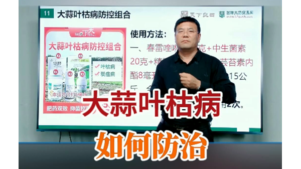 大蒜葉枯病如何防治 (794播放)
