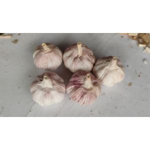 有100噸新蒜，干蒜混級(jí)