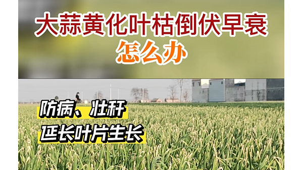 大蒜黃化葉枯倒伏早衰怎么辦？ (924播放)