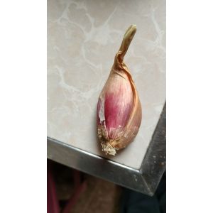 云南紫皮小蔥頭，黃蔥頭