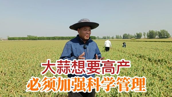 大蒜想要高產(chǎn) 必須加強科學(xué)管理 (1000播放)