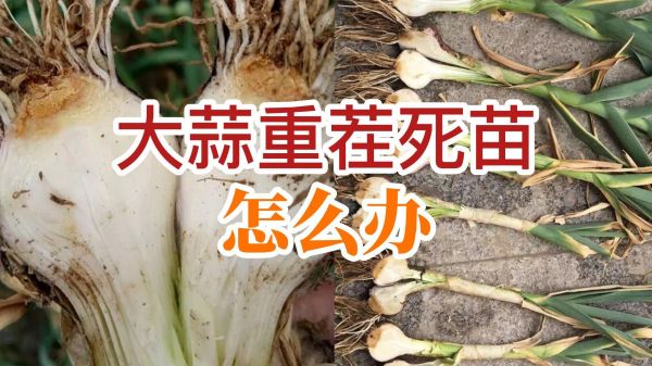 大蒜重茬死苗怎么辦 (834播放)