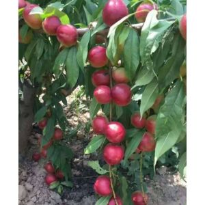 珍珠棗蜜桃，陜西珍珠棗蜜桃，珍珠棗蜜桃批發(fā)價(jià)格
