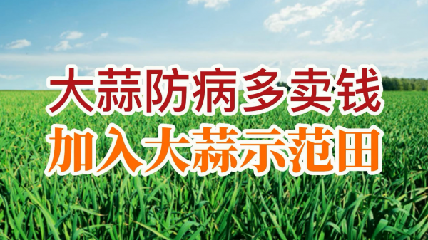 大蒜防病多賣錢，加入大蒜示范田 (823播放)
