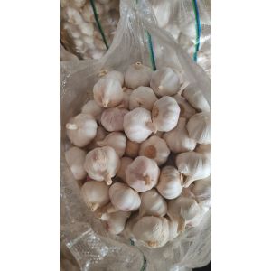 出口大蒜，加工大蒜