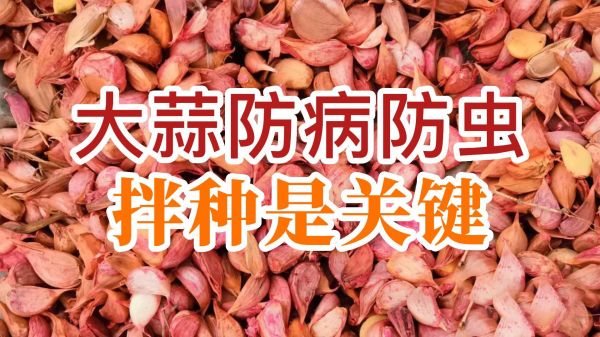 大蒜防病防蟲、拌種是關(guān)鍵 (815播放)