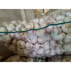 長期供應邳州精品大蒜