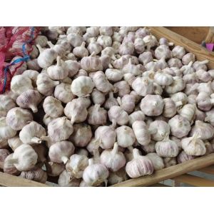 代購(gòu)代銷大蒜，代存洋蔥大蒜