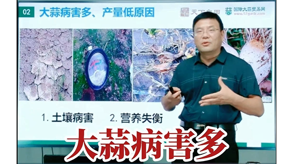 大蒜病害多產(chǎn)量低的原因 (692播放)