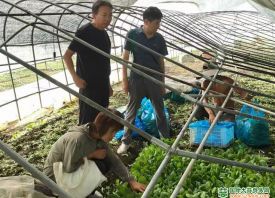 臺風過后 蔬菜專家?guī)椭謴蜕a ()