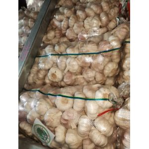 常年供應邳州大蒜