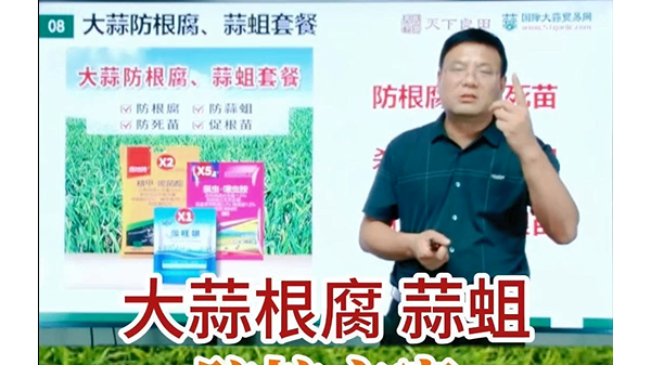 大蒜根腐蒜蛆防控方案 (640播放)
