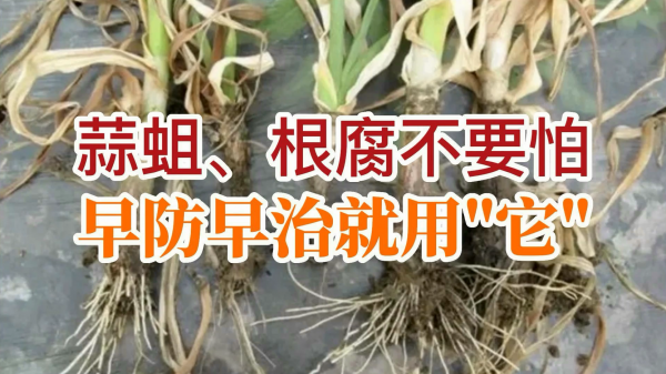 蒜蛆、根腐不要怕、早防早治就用“它” ()