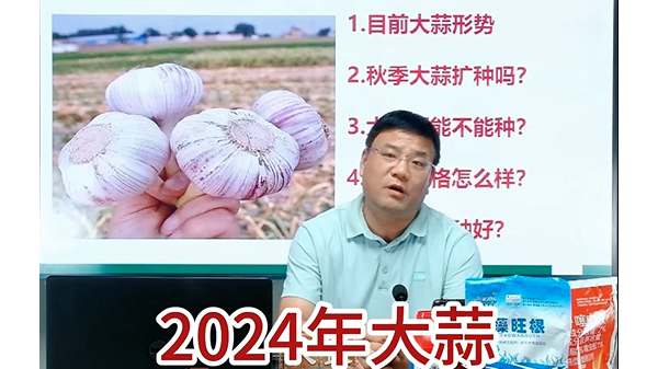 2024年大蒜1-8月份出口情況 (1071播放)
