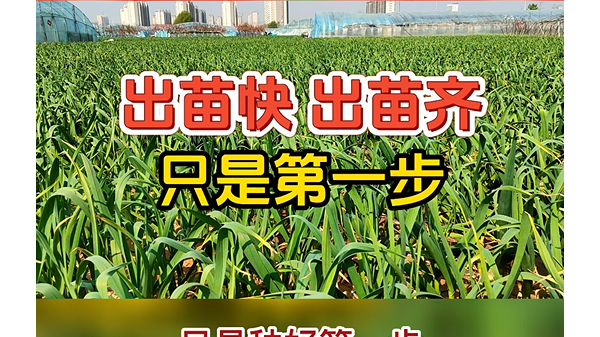 大蒜防草，苗前做好 (648播放)