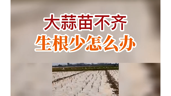 大蒜苗不齊、生根少怎么辦 (658播放)