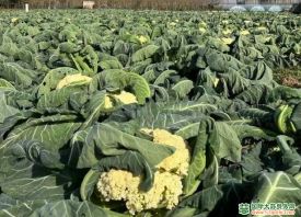 溫州：蔬菜價(jià)格高位回落 ()