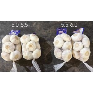 大蒜加工、出口 Garlic Exporter