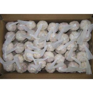 大蒜加工、出口 Garlic Exporter