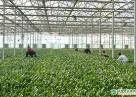 大棚蔬菜種植鼓起“錢袋子” ()