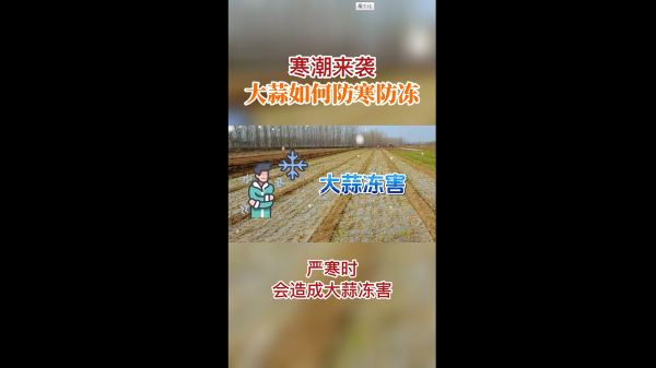 寒潮來(lái)襲，大蒜如何防寒防凍 (933播放)