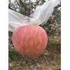 地面紙加膜紅富士蘋(píng)果價(jià)格走勢(shì)，陜西大荔冷庫(kù)陽(yáng)光玫瑰，紅香酥梨