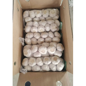大蒜加工、出口 Garlic Exporter