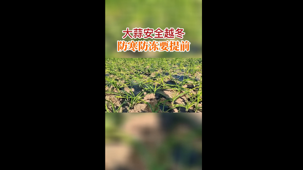 大蒜安全越冬防寒防凍要提前 (496播放)