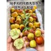 大荔冬棗種植基地，陜西大荔冬棗產(chǎn)購(gòu)銷，大荔冬棗技術(shù)管理?xiàng)铧h軍