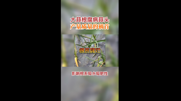 大蒜根腐病蒜頭產(chǎn)量質(zhì)量的禍?zhǔn)?(508播放)