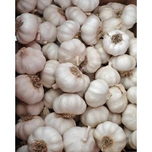 大蒜加工、出口 Garlic Exporter