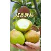 紅香酥梨，陜西紅香酥梨，紅香酥梨產(chǎn)地合作社及時(shí)雨果蔬代購(gòu)代銷