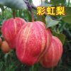 陜西彩虹梨，紅香酥梨，庫爾勒香梨，玉露香梨，碭山酥梨，貢梨。