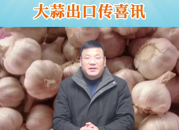 2024年12月份大蒜出口傳喜訊 (454播放)
